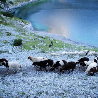 „Wer führt, sollte einen guten Schritt haben, nicht zu schnell, aber auch nicht zu langsam“. Foto: Michaela Maurer
