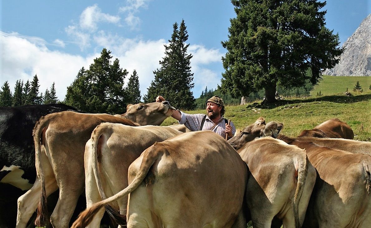 Norbert Kluckners Milchkühe liefern im Almsommer mehr als 20-tausend Liter Milch und 500 Kilogramm Käse. (Foto: Knut Kuckel)