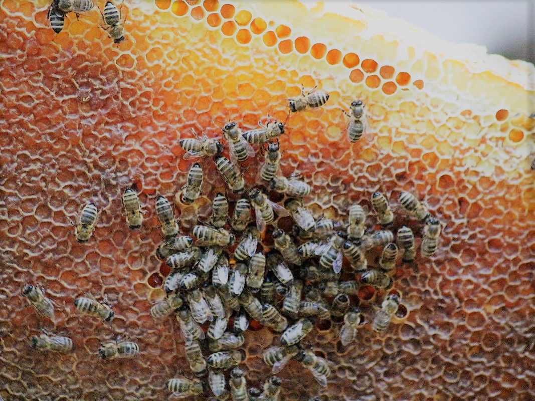 Die Maßnahmen gegen das Bienensterben zeigen erste Früchte“. (Foto: Knut Kuckel)