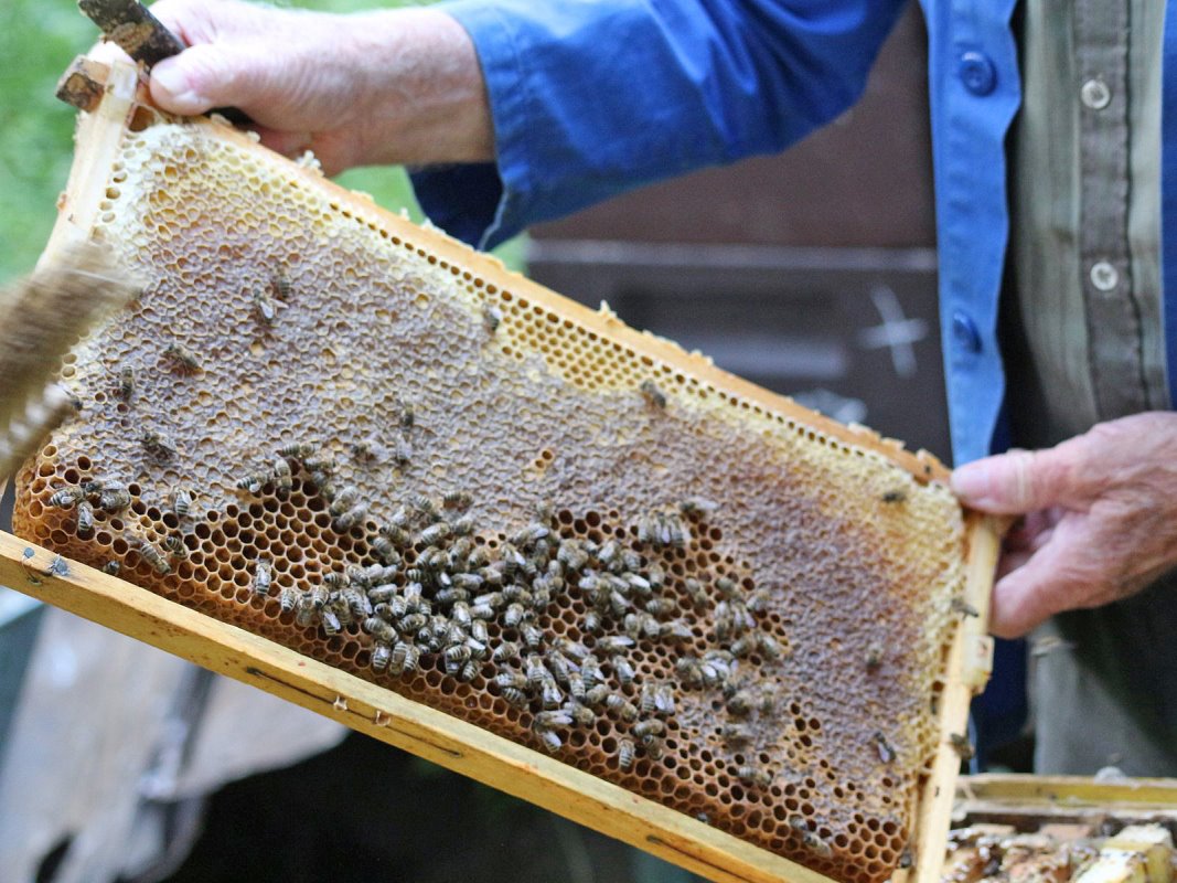 „Bienen und Imker sind eine Zweckgemeinschaft“, sagt Oskar Burgschwaiger. (Foto: Knut Kuckel)