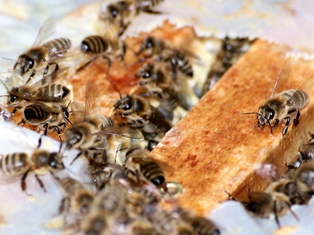110 Bienenvölker beteiligen sich in Mieming an der Produktion unseres begehrten „Tiroler Bienen-Honigs“. (Foto: Knut Kuckel)