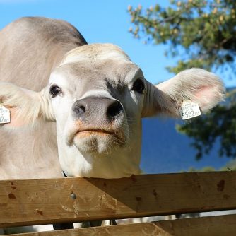 "Das Vieh hat ein gewaltiges Erinnerungsvermögen”, erzählt Felderer-Almmeister Klaus Scharmer. (Foto: Knut Kuckel)
