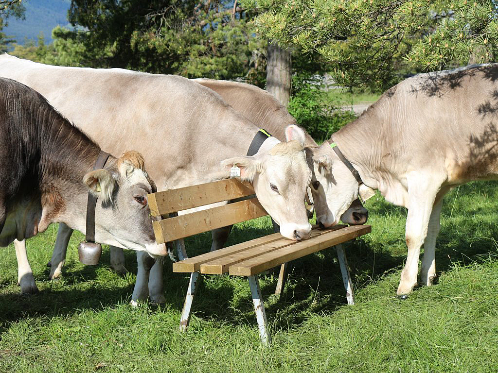 Kühe haben Charakter, sagen die Bauern vom Miemingerberg. (Foto: Knut Kuckel)