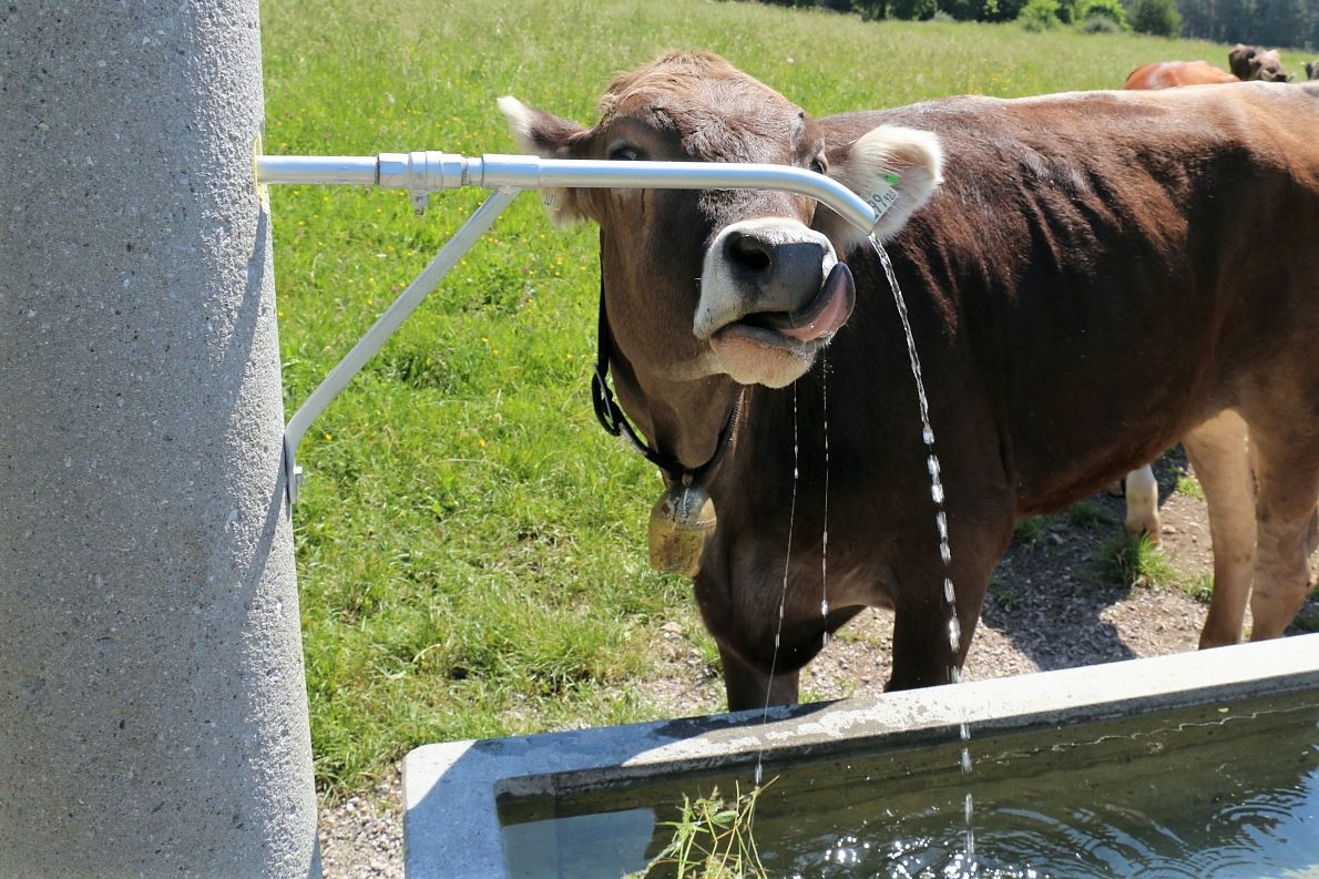 Kühe haben einen täglichen Flüssigkeitsbedarf von ca. 80 Litern. (Foto: Knut Kuckel)