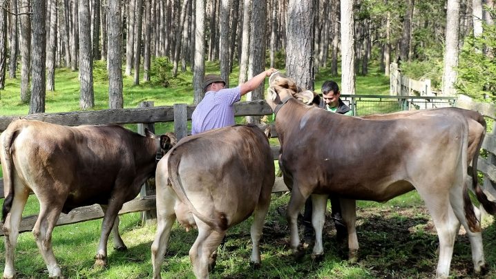 Almhirt Andreas Rott und Michael Wallnöfer treffen Vorbereitungen für den Almauftrieb. (Foto: Knut Kuckel)