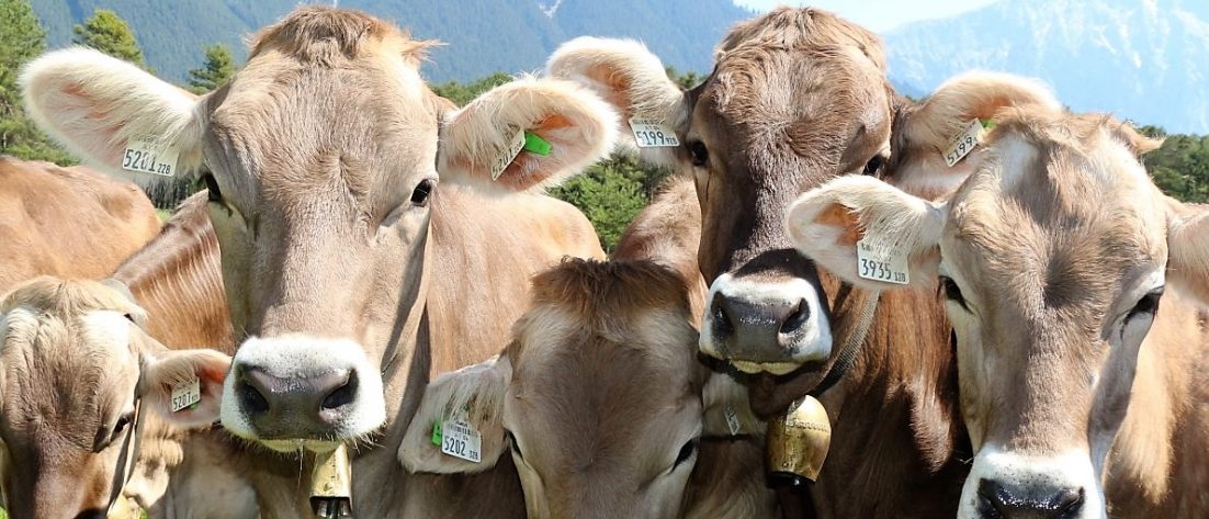 Noch knapp zwei Wochen, dann gehts hinauf, bis ins Felderer Tal. (Foto: Knut Kuckel)