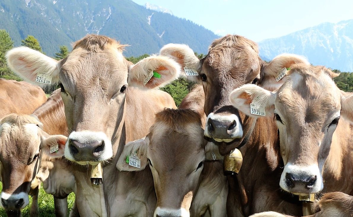 Noch knapp zwei Wochen, dann gehts hinauf, bis ins Felderer Tal. (Foto: Knut Kuckel)