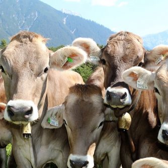 Noch knapp zwei Wochen, dann gehts hinauf, bis ins Felderer Tal. (Foto: Knut Kuckel)