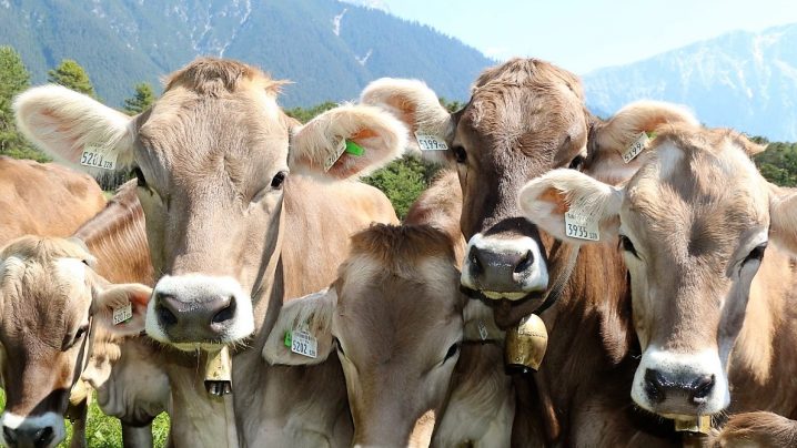 Noch knapp zwei Wochen, dann gehts hinauf, bis ins Felderer Tal. (Foto: Knut Kuckel)