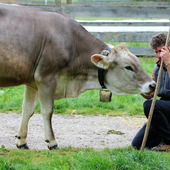 Zeit zum Kennenlernen. Martin Reich und sein Freund Fabio Riml sind die neuen Feldernalmhirten. (Foto: Knut Kuckel)