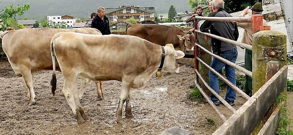 Mit dem Almviehtransporter kam das Vieh in drei Fuhren von Obermieming zur Feldernalm. Feldernalmhirt Fabio Riml empfängt die Ankömmlinge. (Foto: Andreas Fischer)