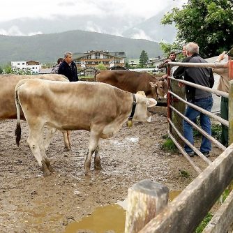 Mit dem Almviehtransporter kam das Vieh in drei Fuhren von Obermieming zur Feldernalm. Feldernalmhirt Fabio Riml empfängt die Ankömmlinge. (Foto: Andreas Fischer)