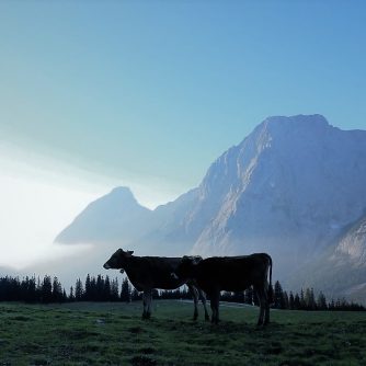 Der Tag erwacht, auf der Hochfeldern Alm. (Foto: Knut Kuckel)