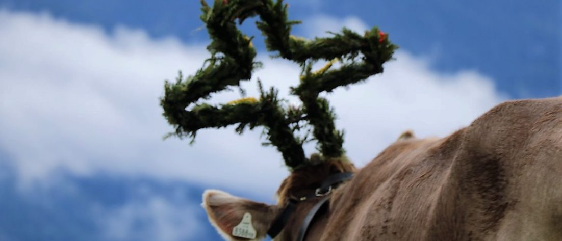 Zum letzten Mal wurde das Vieh beim Almabtrieb 2012 geschmückt. (Foto: Knut Kuckel)