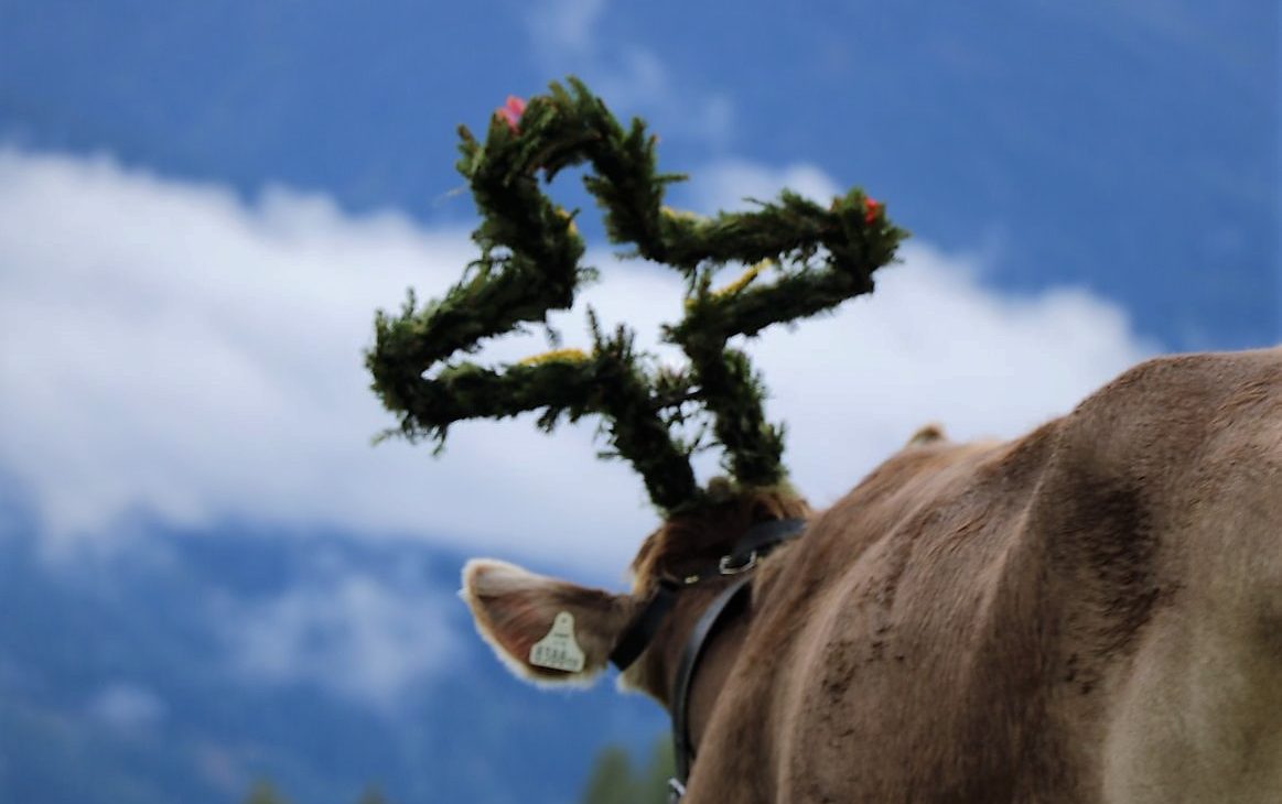 Zum letzten Mal wurde das Vieh beim Almabtrieb 2012 geschmückt. (Foto: Knut Kuckel)