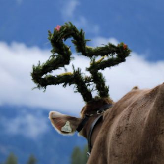 Zum letzten Mal wurde das Vieh beim Almabtrieb 2012 geschmückt. (Foto: Knut Kuckel)