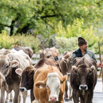 Mit unseren Bildern sind wir von der Alm bis nach Mieming „ganz nah dran“. Fotografiert hat Elias Kapeller.