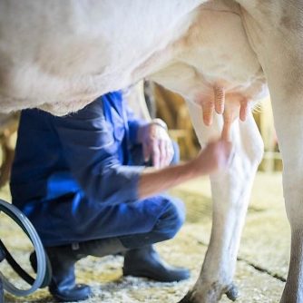 Ihre Feuertaufe als echte Almhirten haben sie längst hinter sich. Zu dem Almvieh sind inzwischen eigene Milchkühe dazugekommen. (Foto: Jörg Mette)