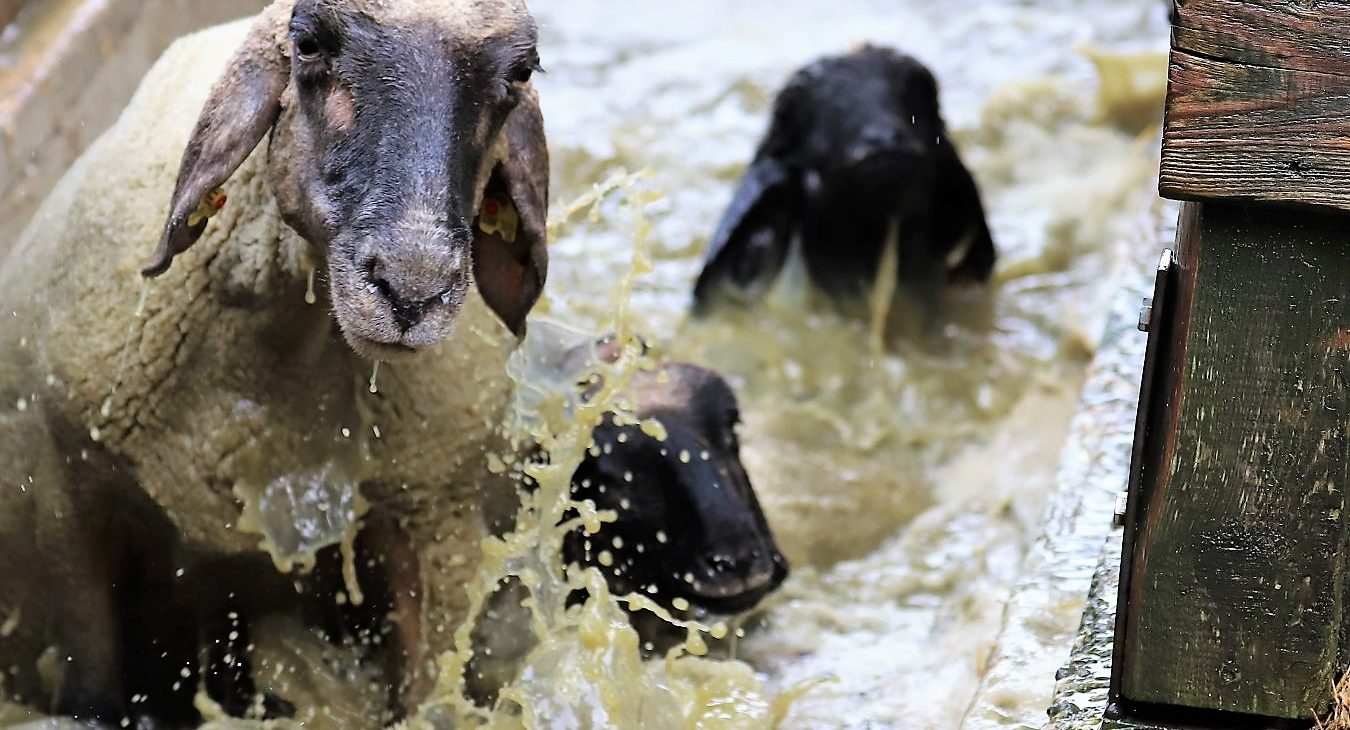 „Im Frühjahr sind es gut doppelt so viele Schafe und Ziegen", sagt Schafbademeister Dietmar Maurer. (Foto: Knut Kuckel)