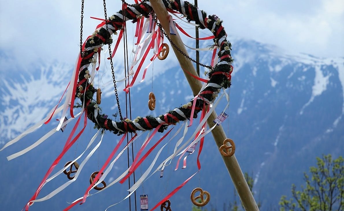 Die 26 Meter hohe Fichte vom Maibaum-Bichl im Mieminger Ortsteil Barwies will hoch hinaus. (Foto: Knut Kuckel)