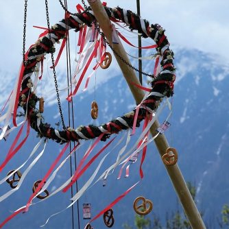 Die 26 Meter hohe Fichte vom Maibaum-Bichl im Mieminger Ortsteil Barwies will hoch hinaus. (Foto: Knut Kuckel)
