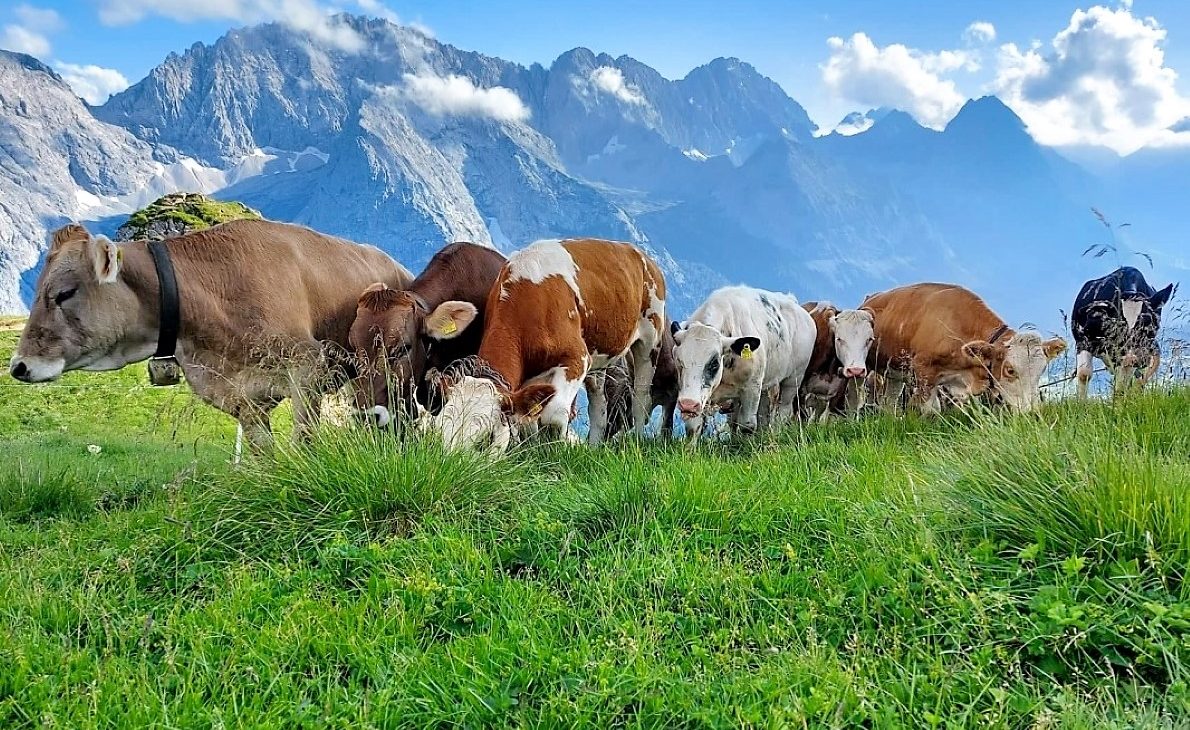 Im Hochsommer werden die “Hochleger” begrast. Zu den über 2000 Meter hoch gelegenen Almweiden gehört auch das Felderertal. (Foto: Martin Kapeller)