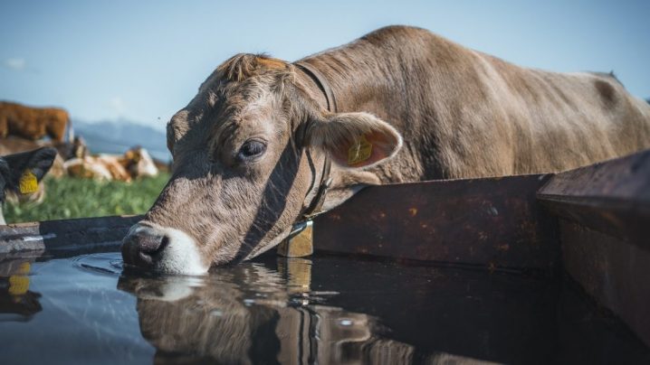 Das Almvieh der Obermieminger Bauern kehrt wieder heim. (Foto: Andreas Fischer)