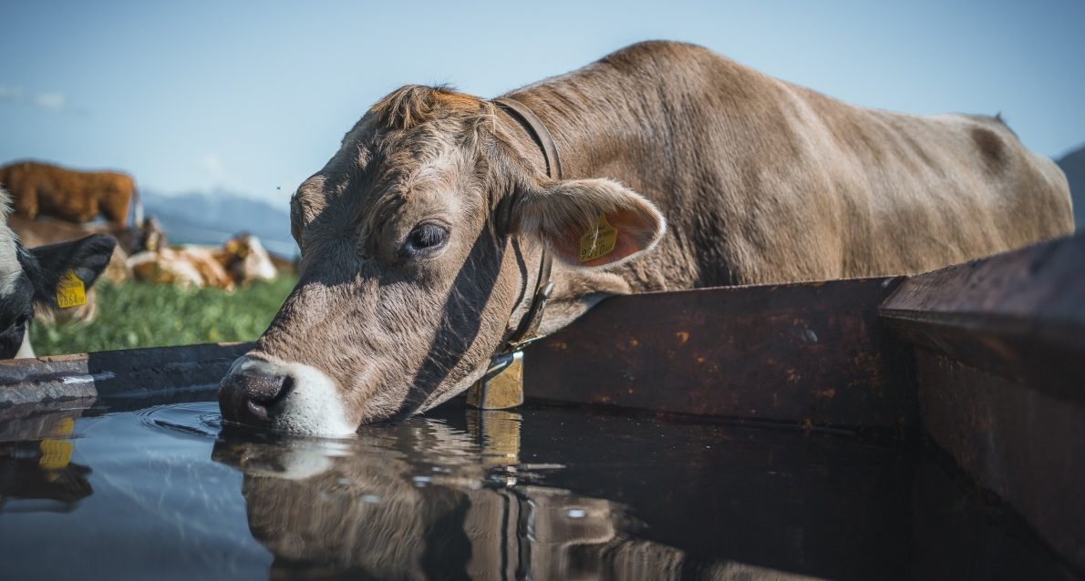 Das Almvieh der Obermieminger Bauern kehrt wieder heim. (Foto: Andreas Fischer)