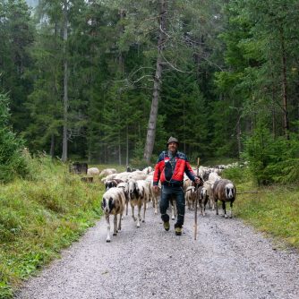 Am frühen Morgen ging es mit unseren Schafen übers Klamml hinauf Richtung Grünsteinscharte bis nach Untermieming. (Foto: Andreas Fischer)