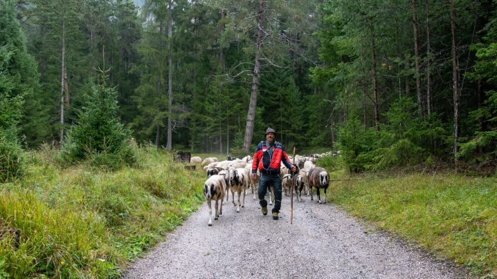 Am frühen Morgen ging es mit unseren Schafen übers Klamml hinauf Richtung Grünsteinscharte bis nach Untermieming. (Foto: Andreas Fischer)