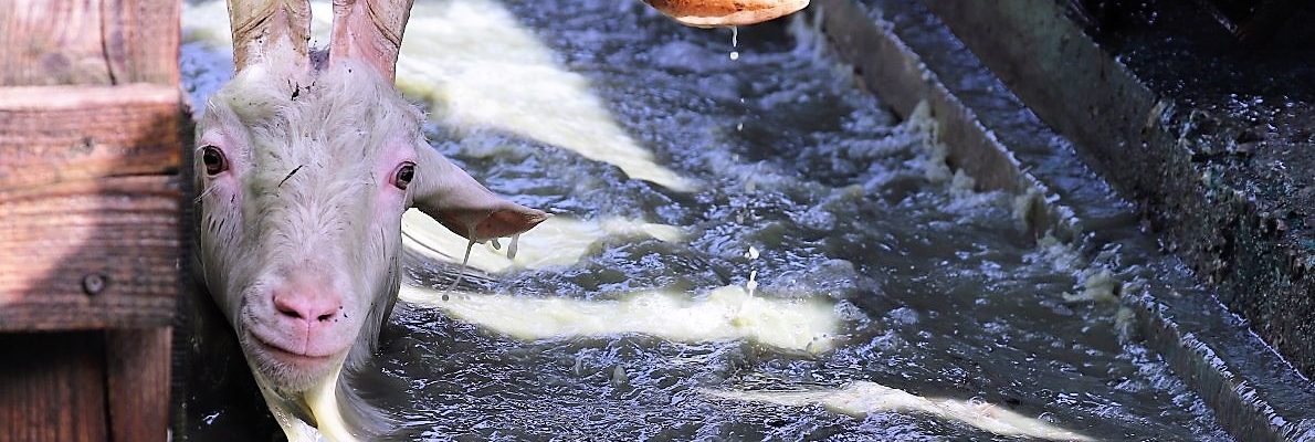 Schafe fühlen das instinktiv – ohne Frühjahrsbad kein Almsommer. (Foto: Knut Kuckel)